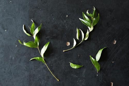 пряные травы пряные травы