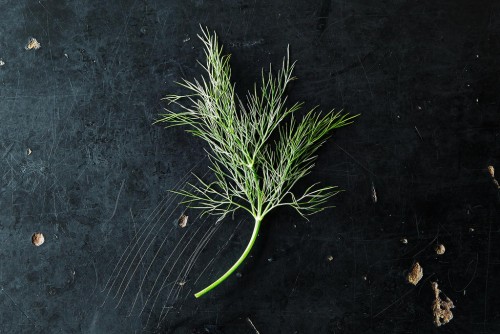 пряные травы пряные травы