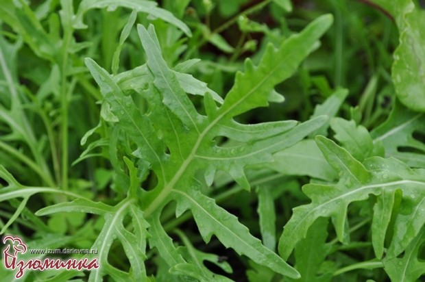 брускетта с вялеными помидорами