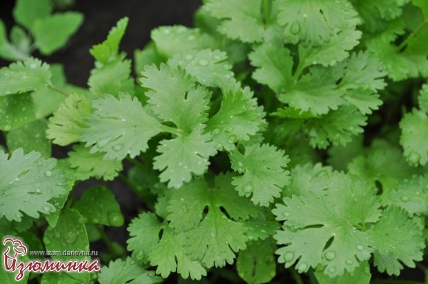 брускетта с вялеными помидорами