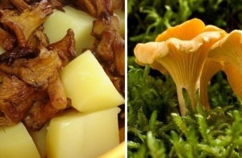 Лисички жареные с картошкой