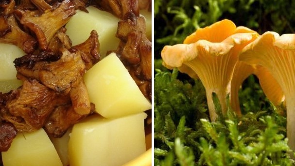 жареные лисички с картошкой жареные лисички с картошкой