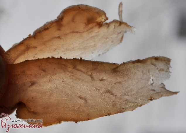 куриный балык в домашних условиях