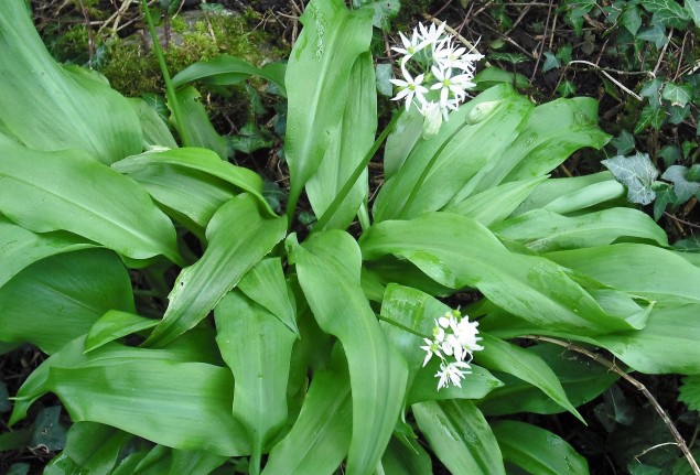 чем полезна черемша чем полезна черемша