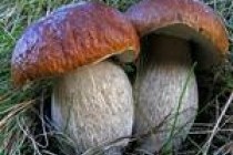 Грибной рай