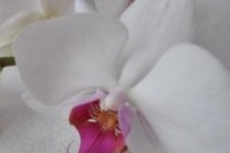 Кулинарная авантюра