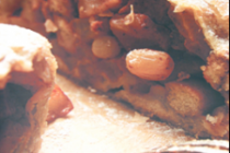 Штрудель яблочный