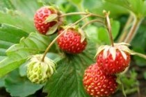 Всё о клубнике